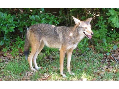 Coyotes On the Move in Summertime Florida | Land O' Lakes, FL Patch