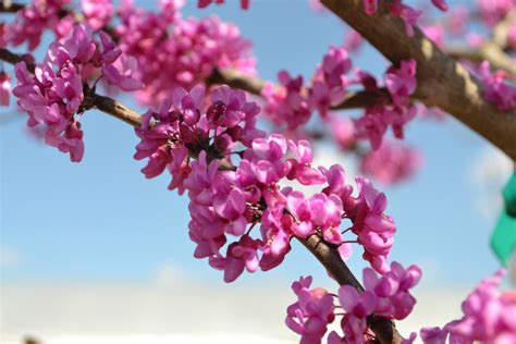 Trees that Bloom Pink in Spring | Fairview Garden Center