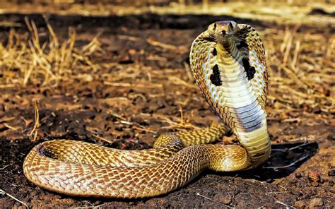 re cobra download di sfondi hd,rettile,serpente,serpente,animale terrestre,elapidae (#297098 ...