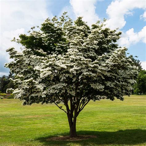 Dwarf Dogwood Tree