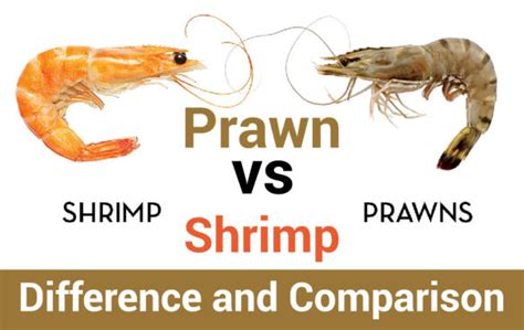 Prawn vs Shrimp - Difference and Comparison