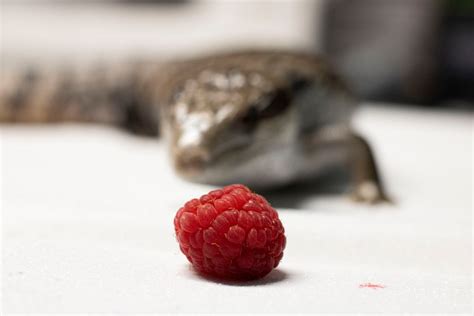 Lizard Diet 101: What Do Lizards Eat? | The Furry Companion