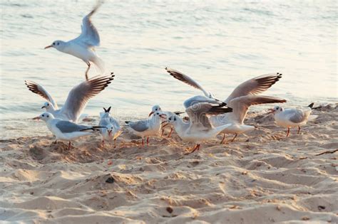 Seagulls Eat on the Seashore of the Beach on a Summer Stock Photo ...