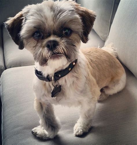 How Long Does A Shih Tzu Hair Grow - Shih Tzu Dog