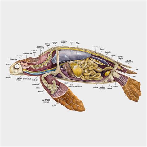 Sea Turtle Anatomy - Anatomical Charts & Posters