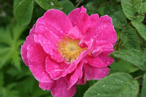 Rosa gallica officinalis | Old Roses