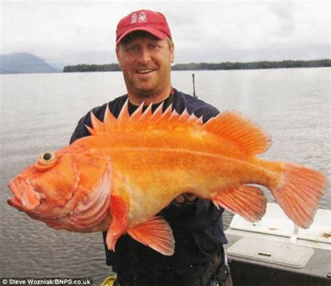 Fisherman Catches 1,000 Strange Species of Fish ~ Unusual Things