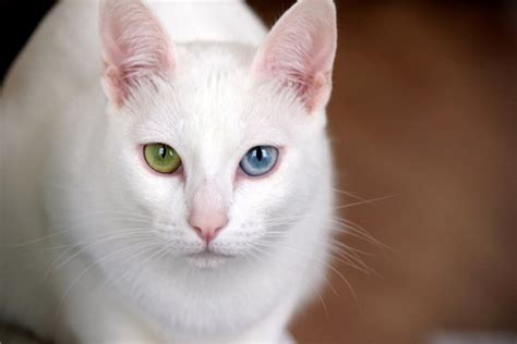 Heterochromia: Cats With Different-Colored Eyes | Litter-Robot