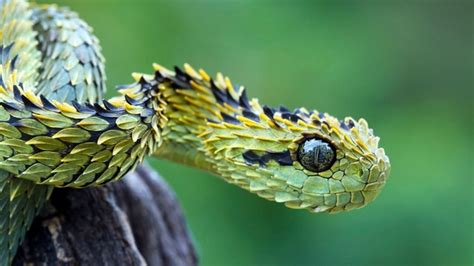 Atheris hispida - Photorator