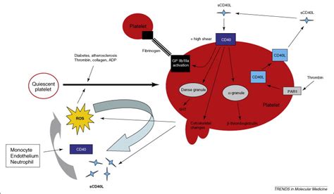 CD40–CD40 ligand interactions in oxidative stress, inflammation and ...