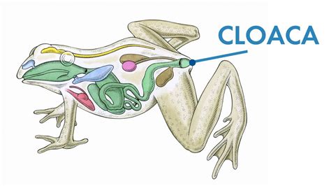 Many Animals Have a Cloaca, But Humans Should Not | HowStuffWorks