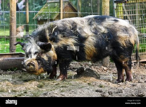 Coon coon pigs in a small holding Stock Photo - Alamy