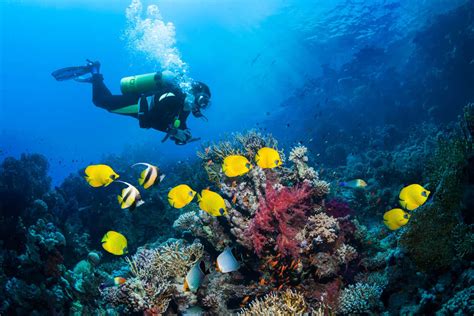 How to Get Your Scuba Diving Certification: Everything You Need to Know - Thrillist