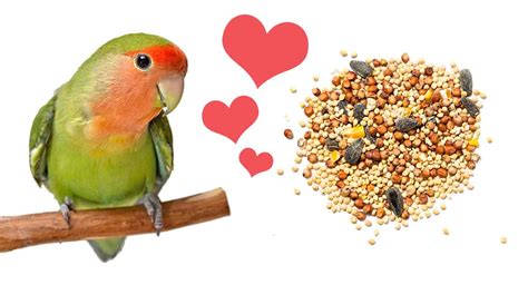 Best Foods for Love Birds – Paco Parrot's Blog