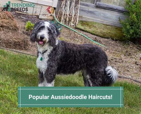 Popular Aussiedoodle Haircuts-template | Trending Breeds