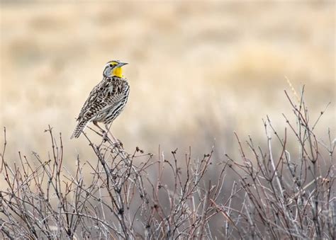 Lark Symbolism & Meaning (+Totem, Spirit & Omens) | World Birds