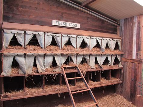 Building Chicken Egg Laying Boxes