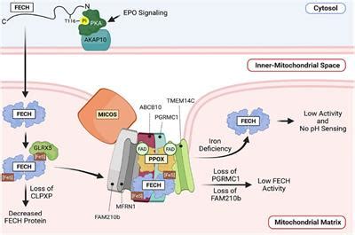 Frontiers | Regulation of Heme Synthesis by Mitochondrial Homeostasis Proteins