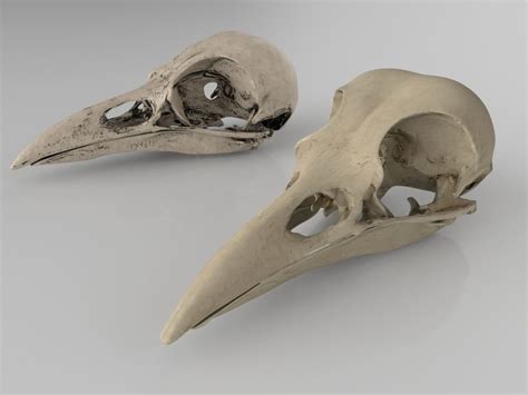 3D anatomy Raven skull | CGTrader