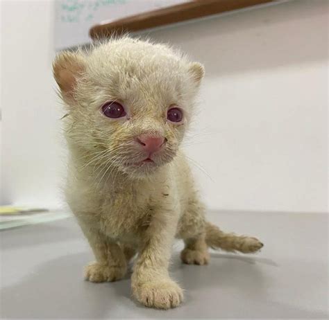 The First Ever 'Albino' Jaguar Cub : interestingasfuck