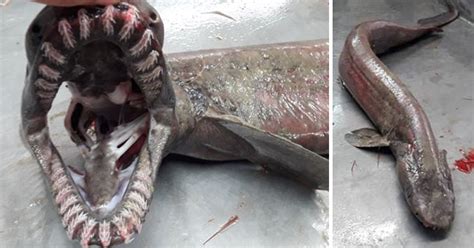 Get the facts about that strange frilled shark caught in Portugal | Sharks | Earth Touch News