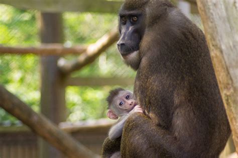 Port Lympne welcome baby drill monkey | Discover Animals