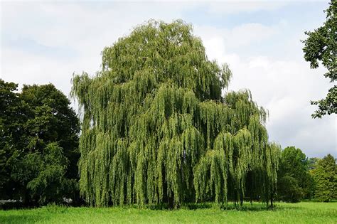 Willow Hybrid - Growing and Care Guide | Trees.com