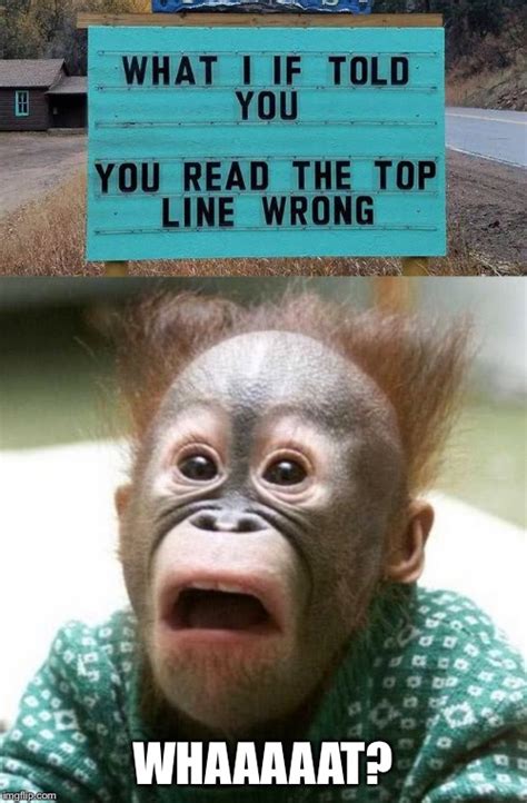 Image tagged in shocked monkey,funny,sign,shocked,lol so funny - Imgflip