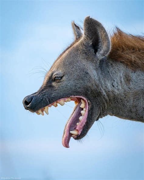 🔥 A spotted hyena showing off an impressive set of teeth, Liuwa Plain ...