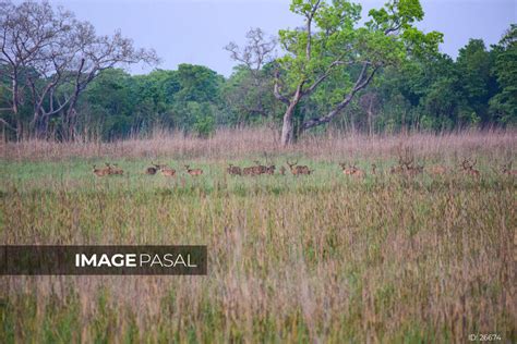 Shuklaphanta National Park, Kanchanpur - buy images of Nepal, stock photography Nepal