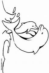 Cute Baby Dolphin Coloring Pages sketch template