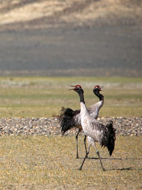 Brooding over the Black-Necked Crane | RoundGlass | Sustain