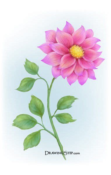 Easy Simple Flower Drawings With Color