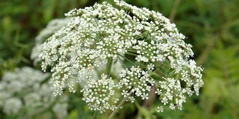 Truckee River Poison Hemlock Outbreak - How To Identify Poison Hemlock