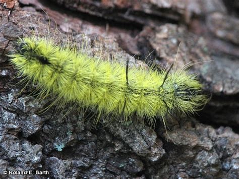 AMERICAN DAGGER MOTH - Fontenelle Forest Nature Search : Fontenelle Forest Nature Search