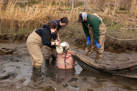 American Eel Migration Study - 2021 Seasonal Data | Center for the ...