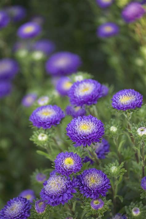 Callistephus - Bonita Light Blue Stock Photo - Image of garden, aster ...