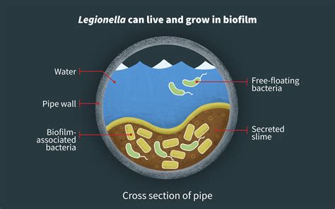 Legionella biofilm in pipes