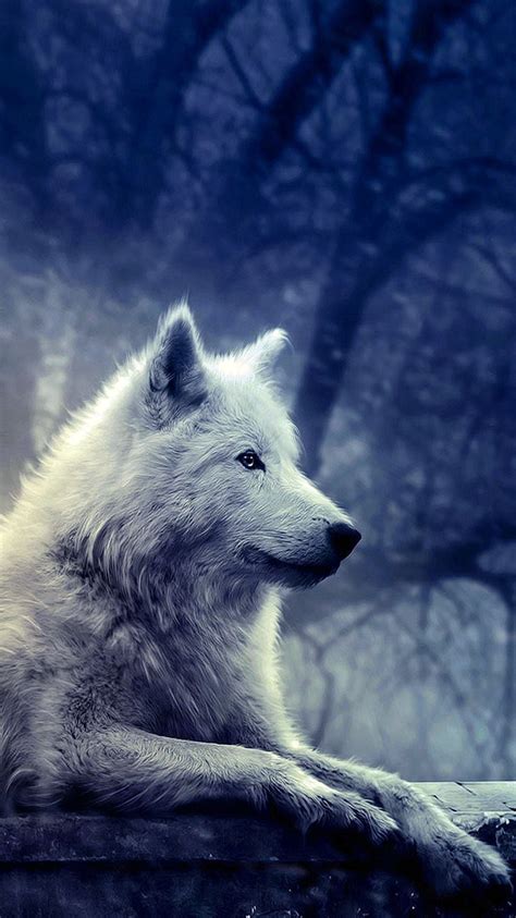 Beautiful White Wolf Backgrounds - bmp-get