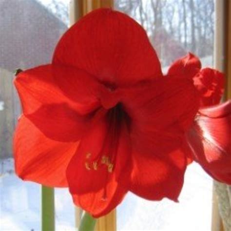 How to Grow Amaryllis Bulbs | HubPages