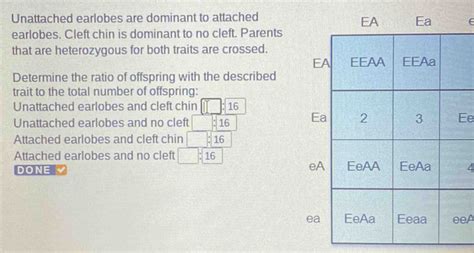 Solved: Unattached earlobes are dominant to attached earlobe[algebra] - Gauthmath