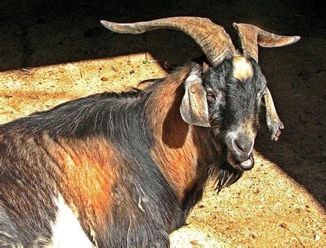 48 best Other Goat Breeds from around the World images on Pinterest | Goats, Farm animals and Sheep