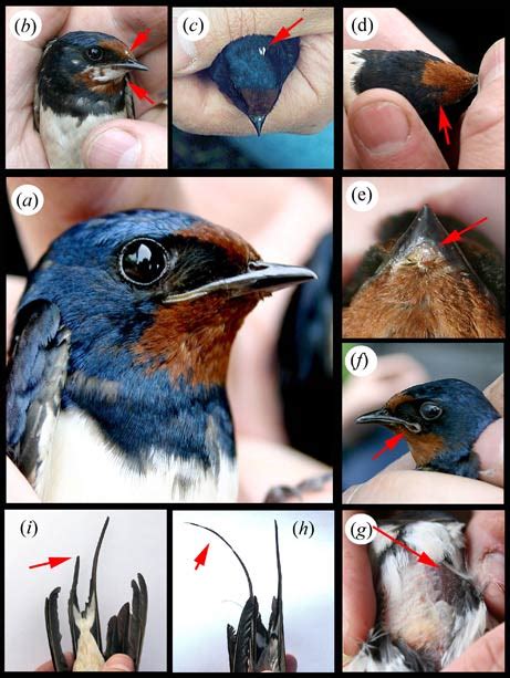 The Birds of Chernobyl: Better Off Drab and Lazy | ScienceBlogs