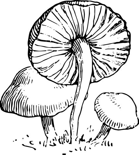 Mushroom Line Drawing at GetDrawings | Free download