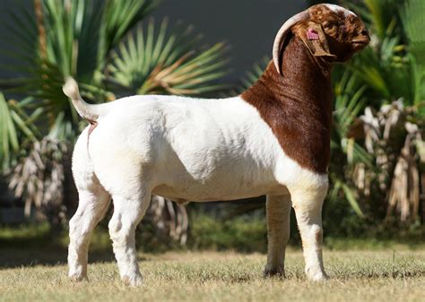 The Boer Goat: A Guide to Structure and Standards