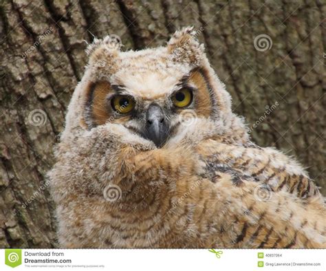 Baby Great Hormed Owl stock photo. Image of great, nest - 40837064