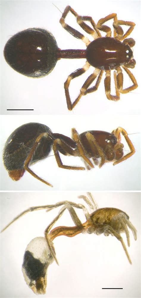 Spiders that look like ants - The Australian Museum Blog