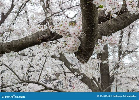 Fully-bloomed Cherry Blossoms at Kumagaya Arakawa Ryokuchi Park in ...