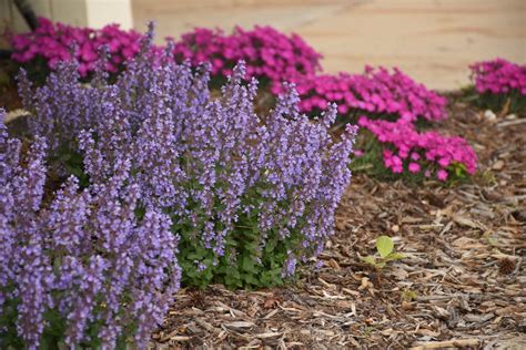 'Cat's Pajamas' - Catmint - Nepeta hybrid | Proven Winners