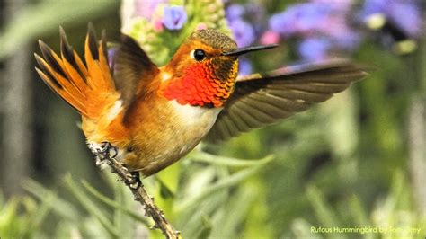 Rufous Hummingbird Sounds - YouTube